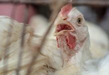 Ayurvet’s 700th publication on Phytogenic appeared in Poultry Science