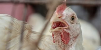 Ayurvet’s 700th publication on Phytogenic appeared in Poultry Science