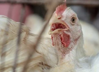 Ayurvet’s 700th publication on Phytogenic appeared in Poultry Science