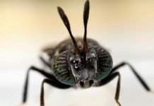 Scope of Insect Meal