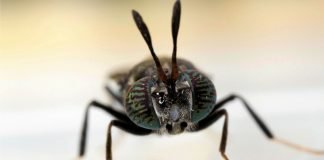 Scope of Insect Meal