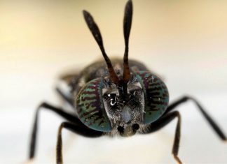 Scope of Insect Meal