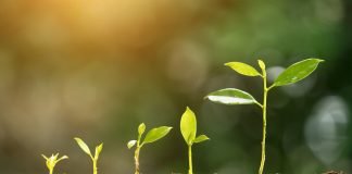 1% growth in global feed production in 2020