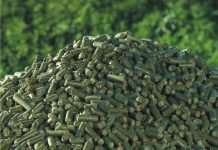 Appreciating the Potential of Moringa Oleifera in Poultry Industry