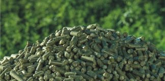 Appreciating the Potential of Moringa Oleifera in Poultry Industry
