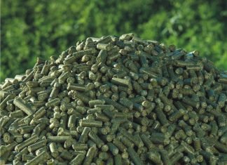 Appreciating the Potential of Moringa Oleifera in Poultry Industry