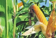 Sri Lanka government allocate land for local Maize cultivation