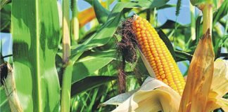Sri Lanka government allocate land for local Maize cultivation