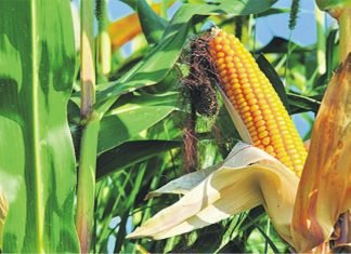 Sri Lanka government allocate land for local Maize cultivation