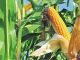 Sri Lanka government allocate land for local Maize cultivation