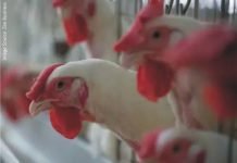 India not to permit vaccination against avian influenza