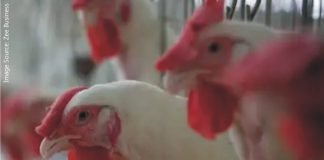 India not to permit vaccination against avian influenza