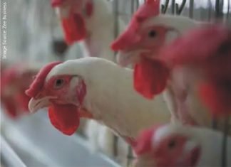 India not to permit vaccination against avian influenza
