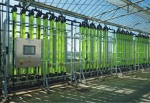 New Study Shows How Microalgae Could be Crucial to Circular Economy