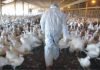 High time to look at the threats of bird flu