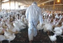 High time to look at the threats of bird flu