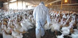High time to look at the threats of bird flu