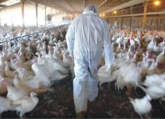 High time to look at the threats of bird flu
