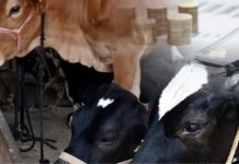 Feeding strategies for profitable dairying