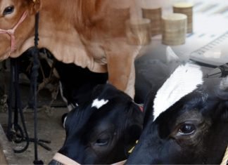 Feeding strategies for profitable dairying
