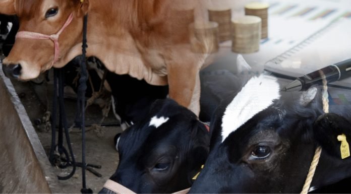 Feeding strategies for profitable dairying
