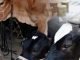 Feeding strategies for profitable dairying