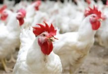 Outlook of the Indian Poultry Industry Opinion of Industry Stalwarts