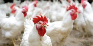 Outlook of the Indian Poultry Industry Opinion of Industry Stalwarts
