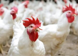 Outlook of the Indian Poultry Industry Opinion of Industry Stalwarts