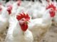 Outlook of the Indian Poultry Industry Opinion of Industry Stalwarts