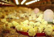 Poultry sector eyes recovery on rising demand