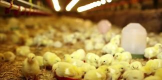 Poultry sector eyes recovery on rising demand