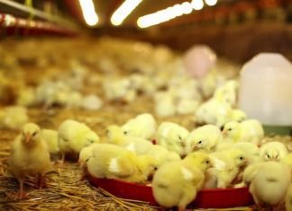 Poultry sector eyes recovery on rising demand