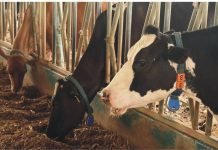 Highlights on Factors Ensuring the Quality of Organic Minerals In Dairying Organic_Minerals_In_Dairying