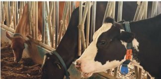 Highlights on Factors Ensuring the Quality of Organic Minerals In Dairying Organic_Minerals_In_Dairying