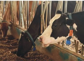 Highlights on Factors Ensuring the Quality of Organic Minerals In Dairying Organic_Minerals_In_Dairying