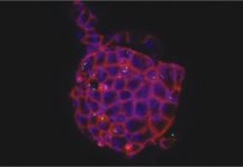 An inside-out approach to support poultry health and disease research