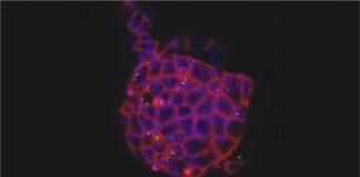 An inside-out approach to support poultry health and disease research