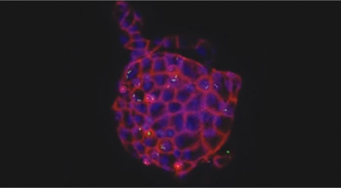 An inside-out approach to support poultry health and disease research