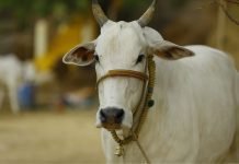 Bigger scope in Indian cattle health industry