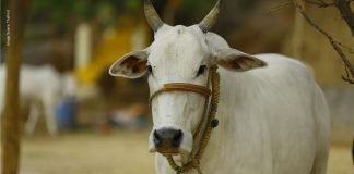 Bigger scope in Indian cattle health industry