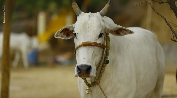 Bigger scope in Indian cattle health industry