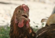 Impact of heat stress on poultry image-heat-stress