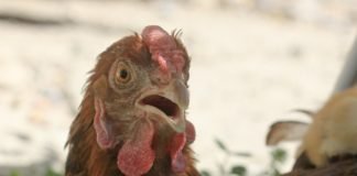 Impact of heat stress on poultry image-heat-stress
