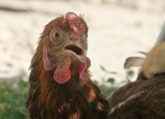 Impact of heat stress on poultry image-heat-stress