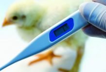 Why we need a comprehensive strategy for heat stress management?