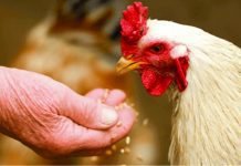 Modifying Performance in poultry through Enzymes when used alternative raw materials in feed