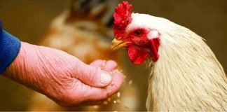 Modifying Performance in poultry through Enzymes when used alternative raw materials in feed