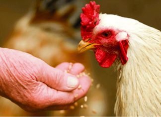Modifying Performance in poultry through Enzymes when used alternative raw materials in feed