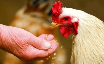 Modifying Performance in poultry through Enzymes when used alternative raw materials in feed